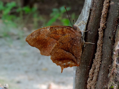 Leafwings