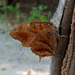Angled Leafwing Butterfly - Photo (c) Francisco Farriols Sarabia, some rights reserved (CC BY), uploaded by Francisco Farriols Sarabia