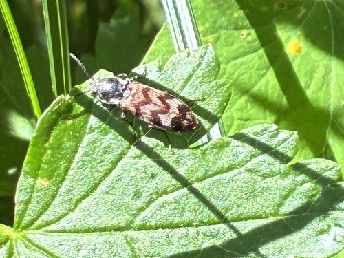 iNaturalist observation photo of Prosternini
