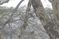 Poicephalus meyeri