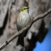 Yellow-plumed Honeyeater - Photo (c) anthonypaul, some rights reserved (CC BY-NC), uploaded by anthonypaul