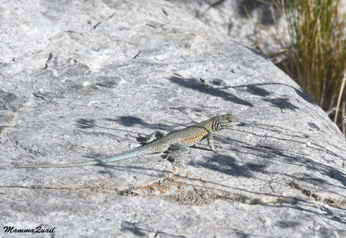 iNaturalist observation photo of Common Side-blotched Lizard