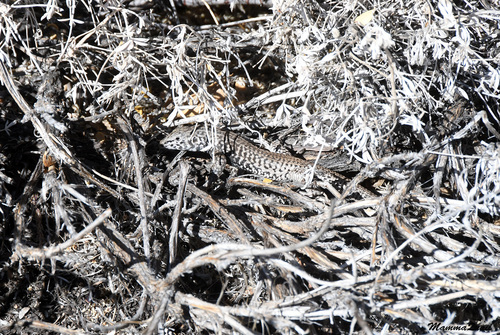 iNaturalist observation photo of Western Whiptail