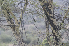 Poicephalus meyeri