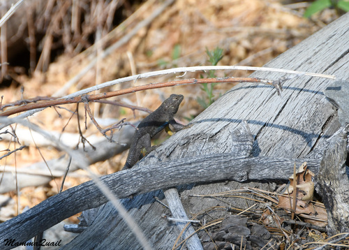 iNaturalist observation photo of Western Fence Lizard