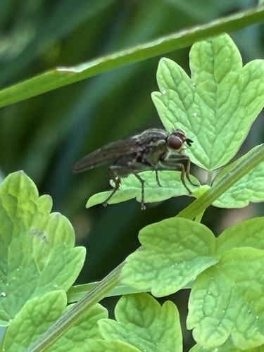 iNaturalist observation photo of Scathophaga