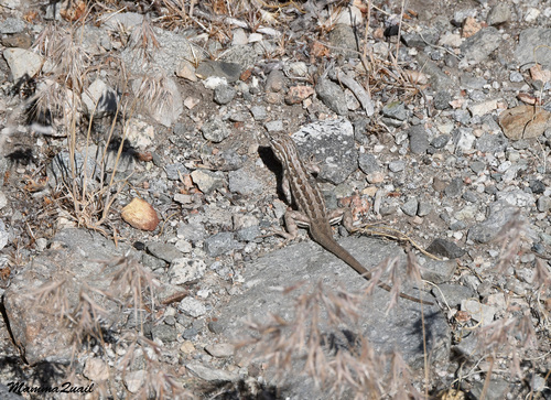 iNaturalist observation photo of Common Sagebrush Lizard