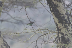 Poicephalus meyeri