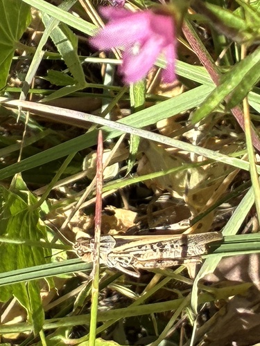 iNaturalist observation photo of Clear-winged Grasshopper