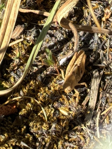 iNaturalist observation photo of Clear-winged Grasshopper