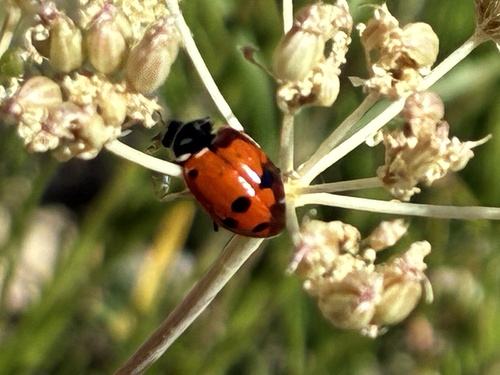 iNaturalist observation photo of Convergent Lady Beetle