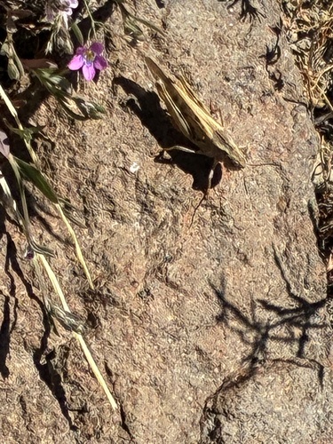 iNaturalist observation photo of Clear-winged Grasshopper