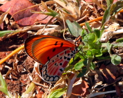 Acraea acrita acrita