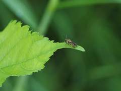 Lipotriches ceratina