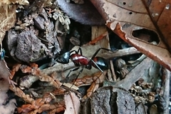 Camponotus obscuripes