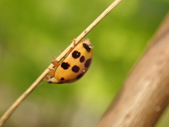 Harmonia axyridis