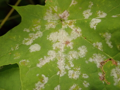 Sawadaea bicornis