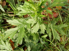 Artemisia vulgaris