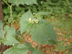 Solanum nigrum