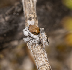 Maratus albus