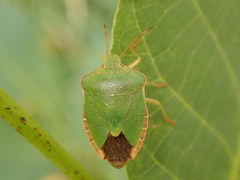 Palomena prasina