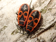 Pyrrhocoris apterus