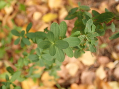 Hypericum perforatum