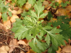Artemisia vulgaris