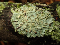 Parmelia sulcata