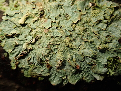 Parmelia sulcata