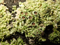 Lecanoromycetes