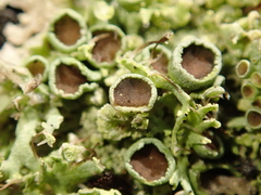 Lecanoromycetes
