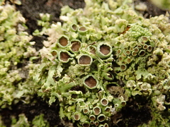 Lecanoromycetes