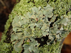 Parmelia sulcata