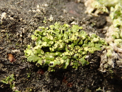Lecanoromycetes