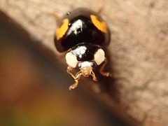 Harmonia axyridis