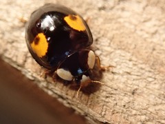 Harmonia axyridis