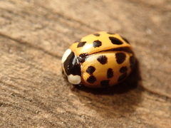 Harmonia axyridis