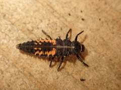 Harmonia axyridis