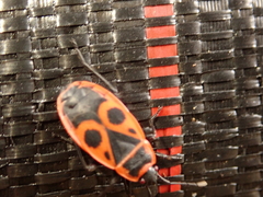 Pyrrhocoris apterus