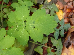 Chelidonium majus