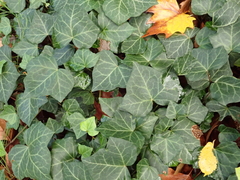 Hedera helix