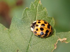 Harmonia axyridis