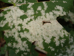 Sawadaea bicornis