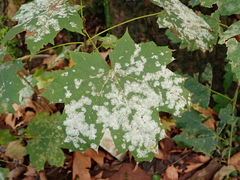Acer platanoides