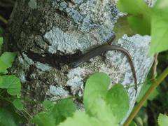 Sphenomorphus indicus