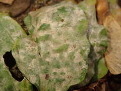 Podosphaera plantaginis