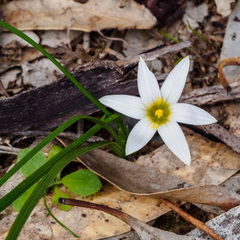 Romulea flava