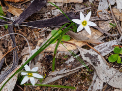 Romulea flava
