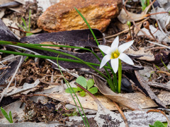 Romulea flava